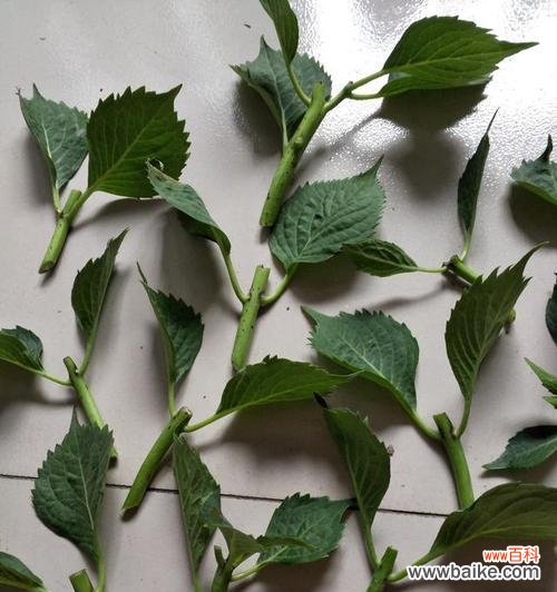 培育新苗，打造花园绿洲 以扦插苗的繁殖方法及技巧