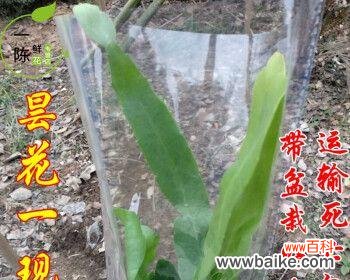 培育新苗，打造花园绿洲 以扦插苗的繁殖方法及技巧