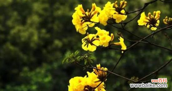 探索七叶树花的花语与象征意义 七叶树花的花语之寓意