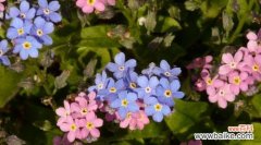 探索七叶树花的花语与象征意义 七叶树花的花语之寓意