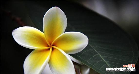 探索七叶树花的花语与象征意义 七叶树花的花语之寓意