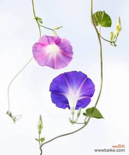 探索七色堇的花语及其象征意义 七色堇的花语