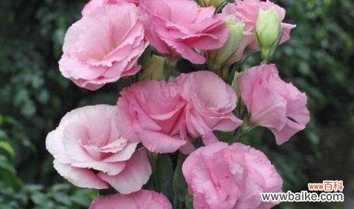 探索七色堇的花语及其象征意义 七色堇的花语