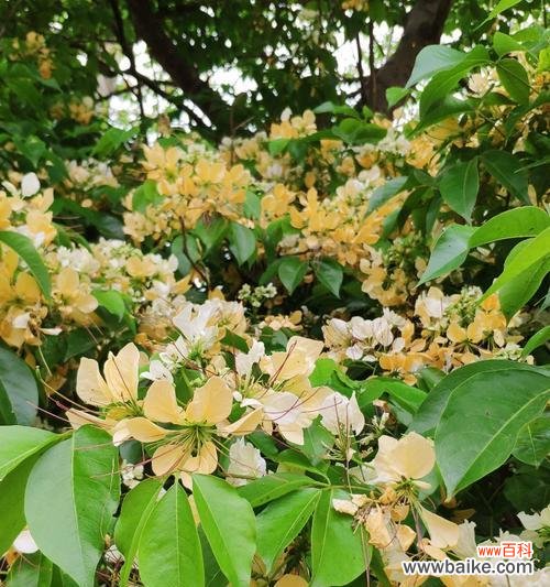 探索全冠树的奥秘,揭开它的独特之处 全冠树