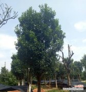 探索全冠树的奥秘，揭开它的独特之处 全冠树