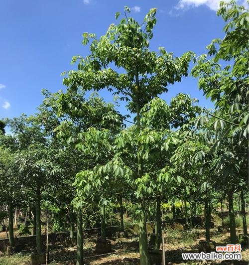 探索全冠树的奥秘,揭开它的独特之处 全冠树