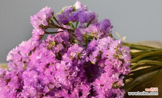 用花语传递爱意的神奇力量 以情人草的花语