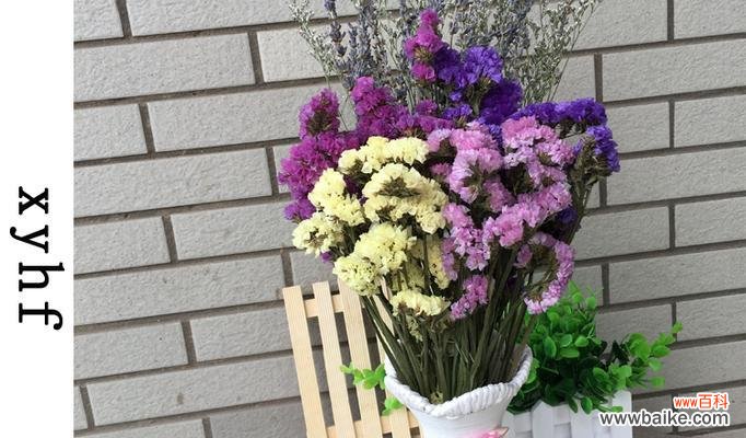 用花语传递爱意的神奇力量 以情人草的花语