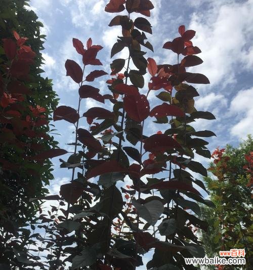 乔木胸径的测量方法及其在生态环境中的应用价值 乔木胸径及其意义——探究树木生长状况的重要指标