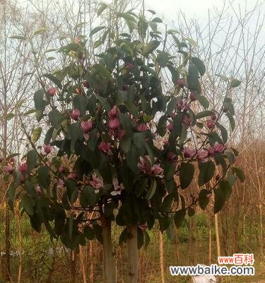 乔木胸径的测量方法及其在生态环境中的应用价值 乔木胸径及其意义——探究树木生长状况的重要指标