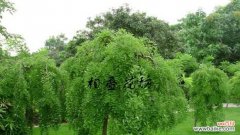 乔木胸径的测量方法及其在生态环境中的应用价值 乔木胸径及其意义——探究树木生长状况的