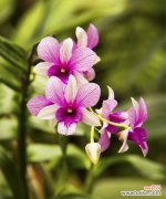 探秘石斛兰的花语，让美丽绽放于生活中 石斛兰之美