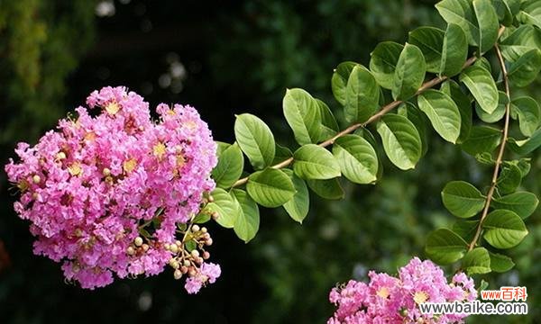水杉树花语的深刻寓意与启示 水杉树花语之美——珍爱生命,坚韧不拔