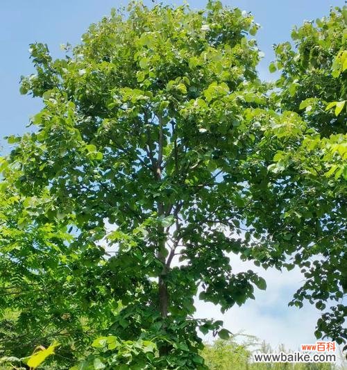 水杉树花语的深刻寓意与启示 水杉树花语之美——珍爱生命,坚韧不拔