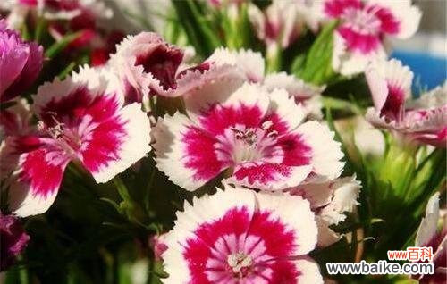石竹，美丽的情感之花 石竹的花语