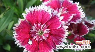 石竹，美丽的情感之花 石竹的花语