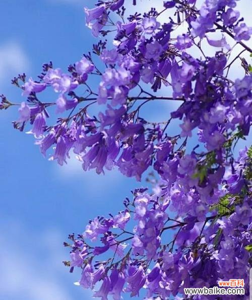 以花语解读深山含笑的传说之美 深山含笑