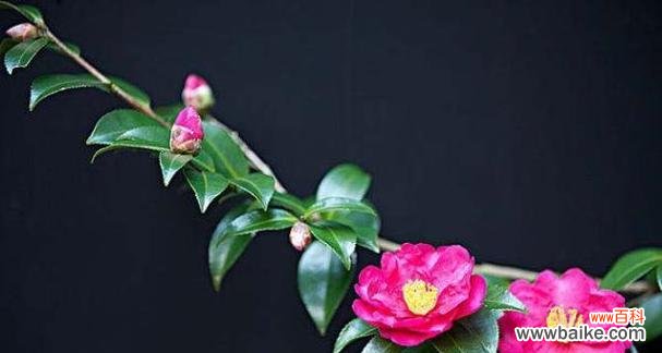 以花语解读深山含笑的传说之美 深山含笑