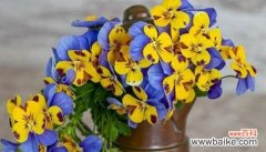 三色堇花语的传递方式及寓意探究 三色堇花语解读