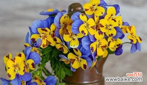 三色堇花语的传递方式及寓意探究 三色堇花语解读