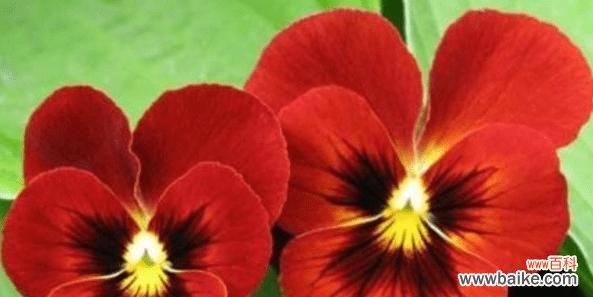 三色堇花语的传递方式及寓意探究 三色堇花语解读