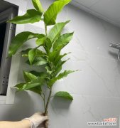 培育健康植物的关键——实生苗的重要性与实用技巧 实生苗的种植技巧与注意事项