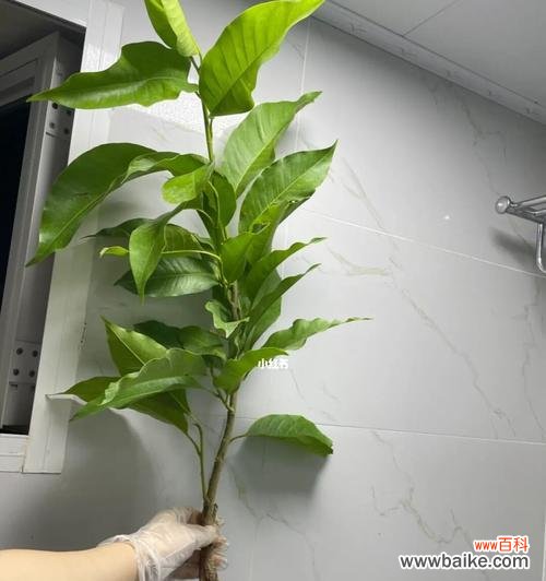 培育健康植物的关键——实生苗的重要性与实用技巧 实生苗的种植技巧与注意事项