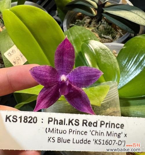 培育健康植物的关键——实生苗的重要性与实用技巧 实生苗的种植技巧与注意事项