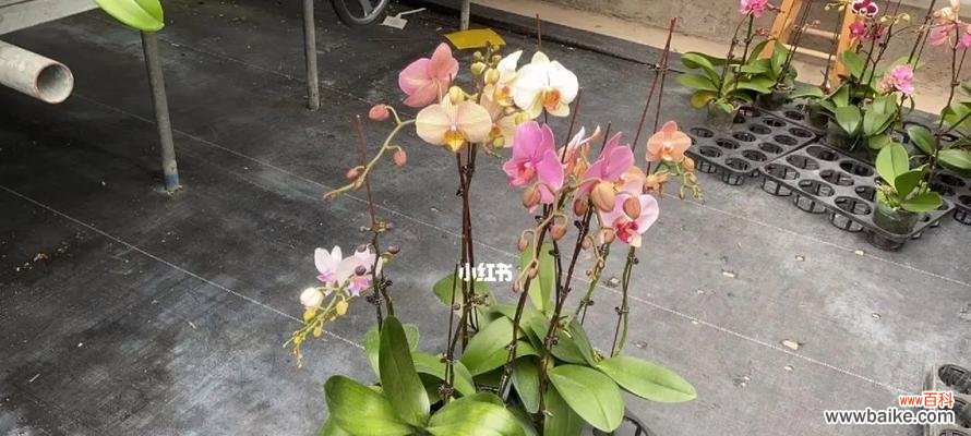 培育健康植物的关键——实生苗的重要性与实用技巧 实生苗的种植技巧与注意事项