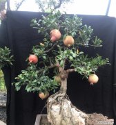 选择适合家中的盆栽植物，让幸福与繁荣盛开 多子多福的盆栽植物——象征幸福与繁荣