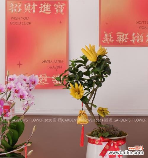 选择适合家中的盆栽植物,让幸福与繁荣盛开 多子多福的盆栽植物——象征幸福与繁荣