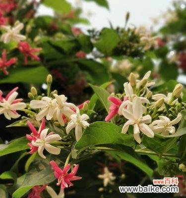 古人以花言巧语，品味雅致人生 君子花语与寓意