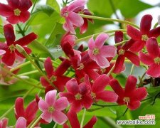 古人以花言巧语，品味雅致人生 君子花语与寓意