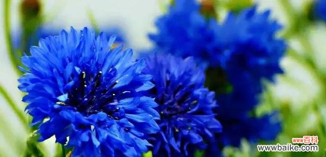 探索矢车菊的花语和文化意义 矢车菊