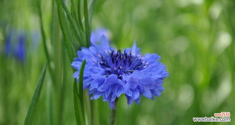 探索矢车菊的花语和文化意义 矢车菊