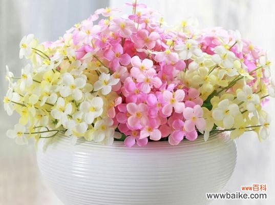 水晶草花语的深层寓意与启示 水晶草花语