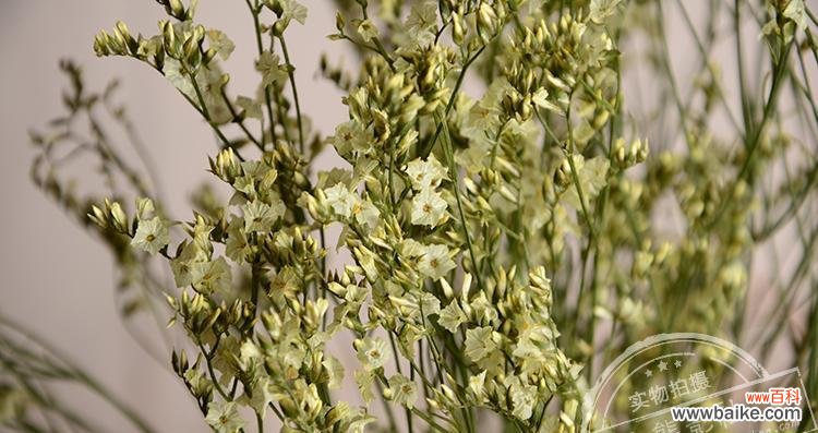 水晶草花语的深层寓意与启示 水晶草花语