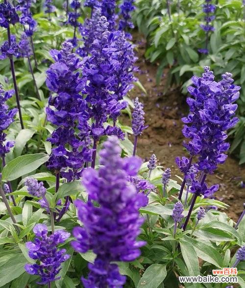 探寻鼠尾草的神秘与美丽 鼠尾草的花语和传说