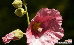 探寻蜀葵花所传递的深刻信息 蜀葵花语的含义与象征