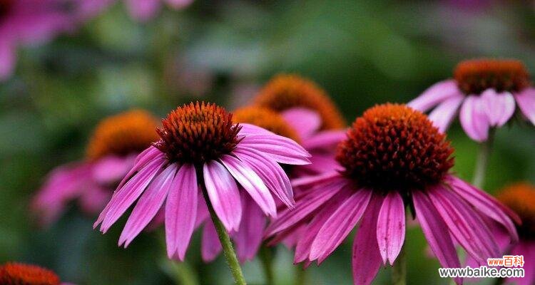 探索松果菊的花语，感受花海中的神秘力量 松果菊的花语与美好寓意