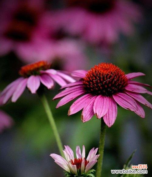 探索松果菊的花语，感受花海中的神秘力量 松果菊的花语与美好寓意