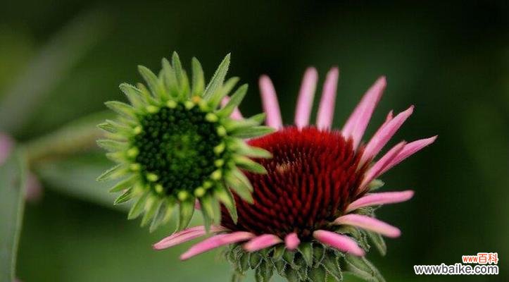 探索松果菊的花语，感受花海中的神秘力量 松果菊的花语与美好寓意