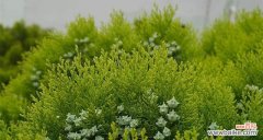 树者，人生之镜/一代佳木，万世弥生 松柏的象征意义与传承精神