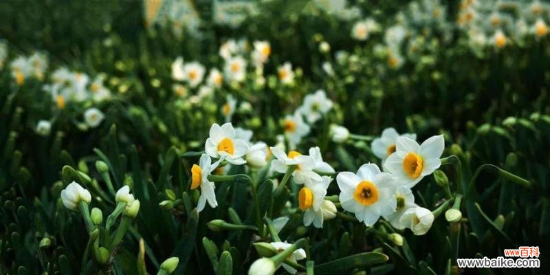 树者，人生之镜/一代佳木，万世弥生 松柏的象征意义与传承精神