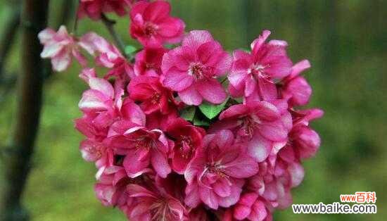 四季海棠花的花语和寓意 四季海棠花