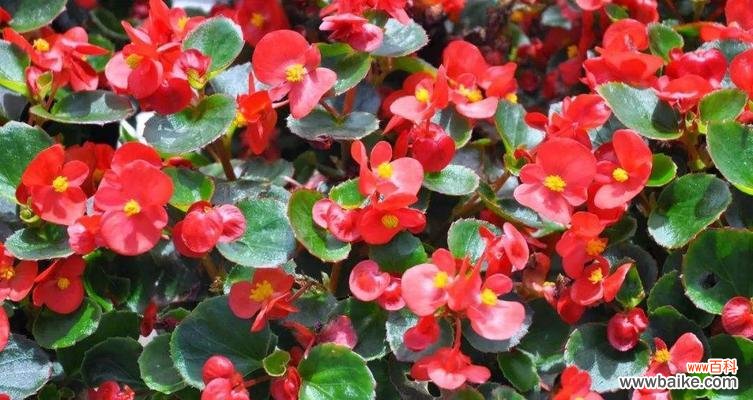 四季海棠花的花语和寓意 四季海棠花