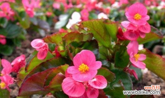 四季海棠花的花语和寓意 四季海棠花