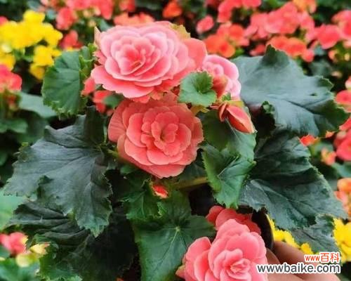 揭示四季海棠的寓意和象征意义，展现其在人们心中的重要地位 四季海棠