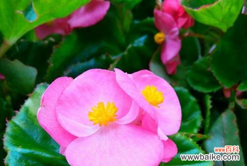 揭示四季海棠的寓意和象征意义，展现其在人们心中的重要地位 四季海棠