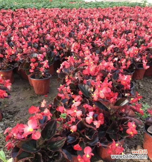 揭示四季海棠的寓意和象征意义，展现其在人们心中的重要地位 四季海棠